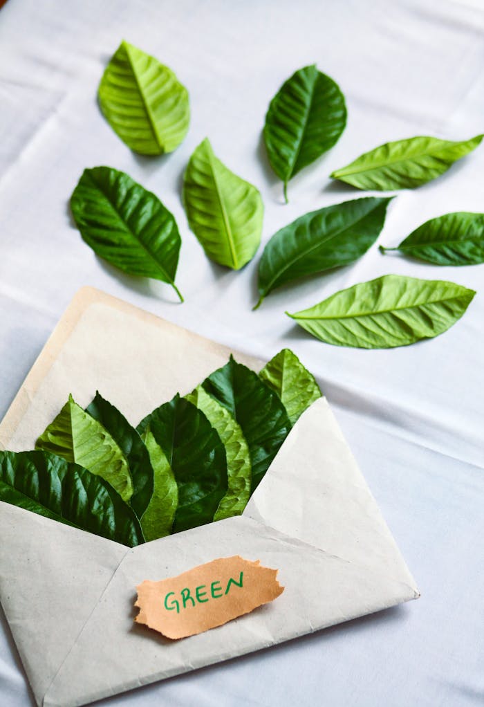 Eco-friendly message with green leaves in an envelope on a white table.