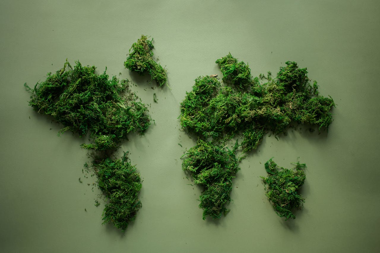 Creative arranged green world continents made of natural dense fresh verdant plants placed on green background in modern light studio
